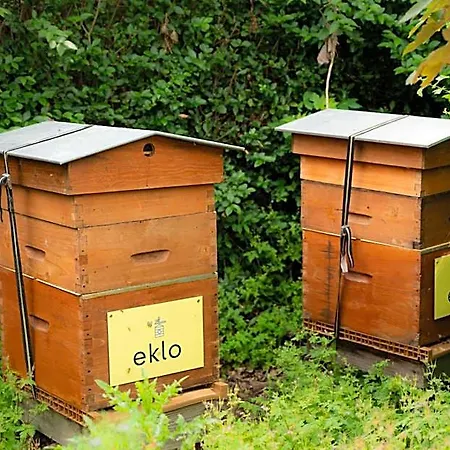 Eklo Hotel Lila